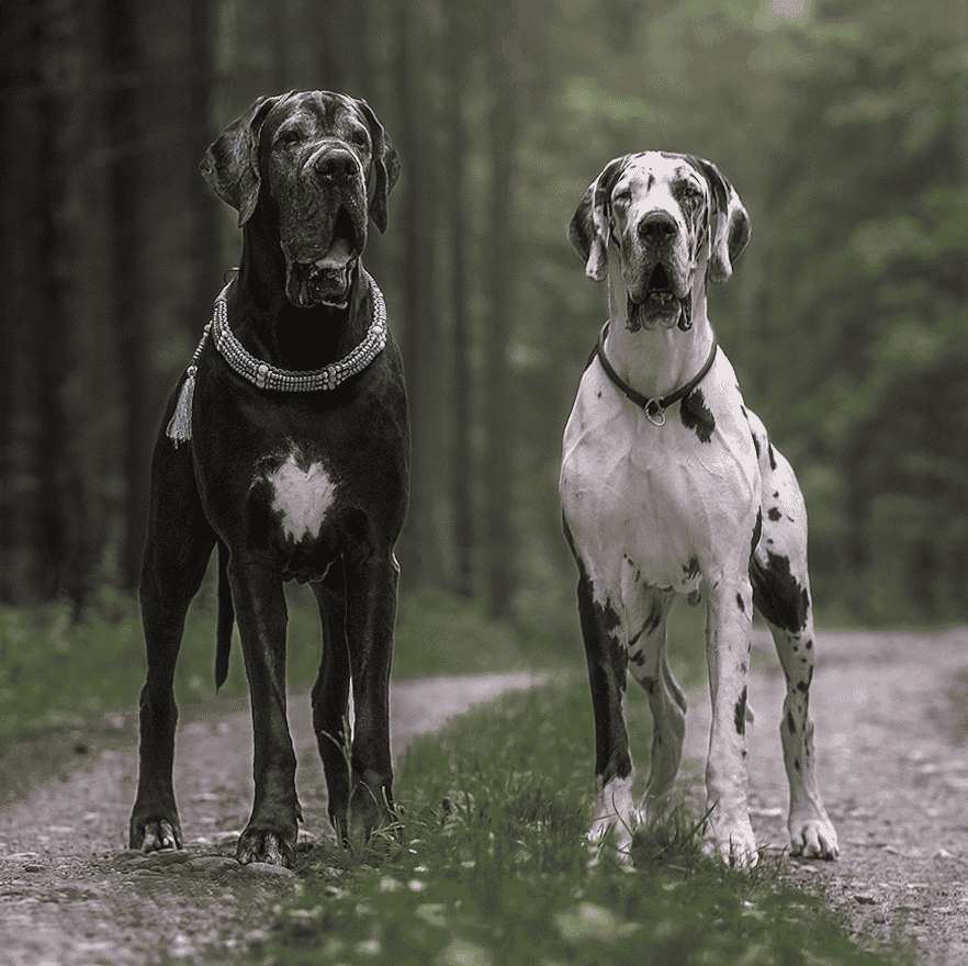 Do Great Danes Shed? 30 Great Danes