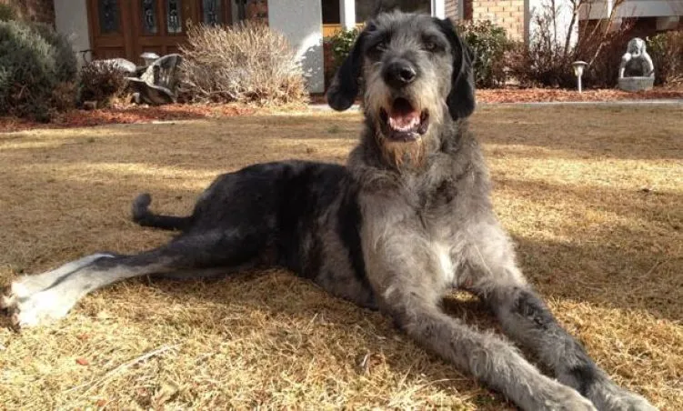 Misconceptions in the World of Dogs: Debunking the Myths 9 Great Danoodle