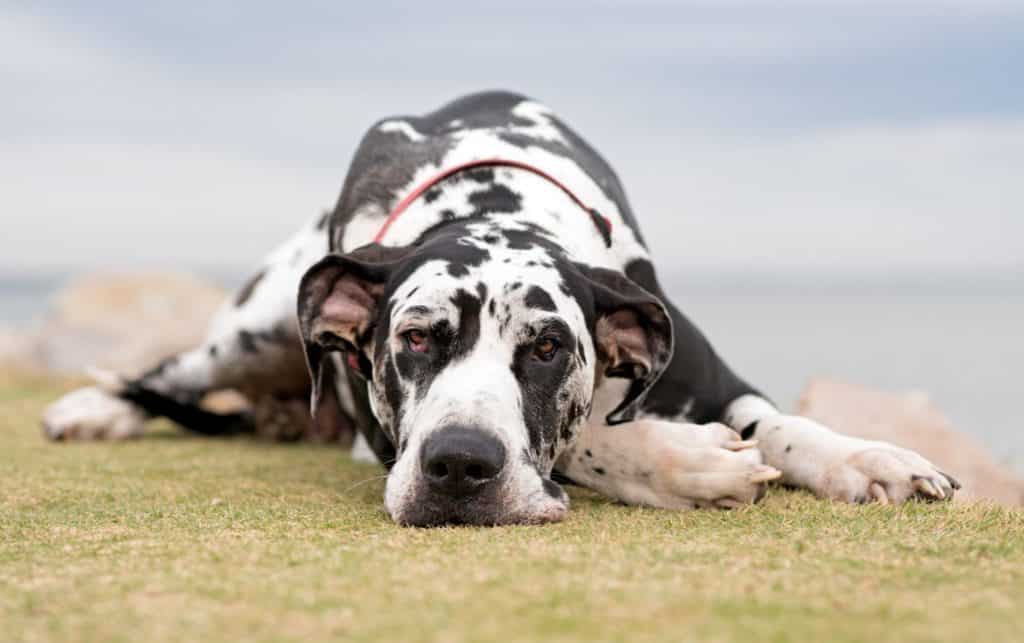 Do Great Danes Shed? 28 GreatDane lying 1400x879 1