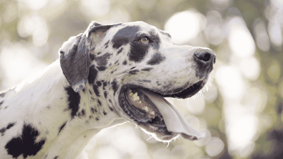 Signs of Stress in Dogs: How to Help An Anxious Dog 4 Signs of Stress in Dogs