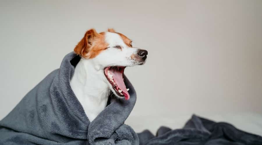 Why Do Dogs Yawn? There Is Science Behind This Interesting Behavior 7 Why Do Dogs Yawn