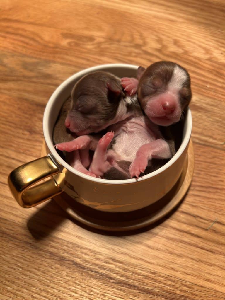A Great Dane Chihuaha Mix? Foster Family Forms Forever Bond with 2 Tiny Chihuahas 10 IMG 2438