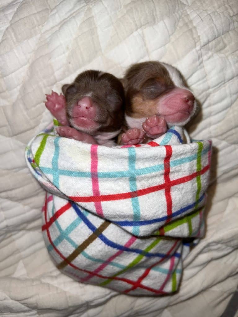 A Great Dane Chihuaha Mix? Foster Family Forms Forever Bond with 2 Tiny Chihuahas 9 IMG 2901