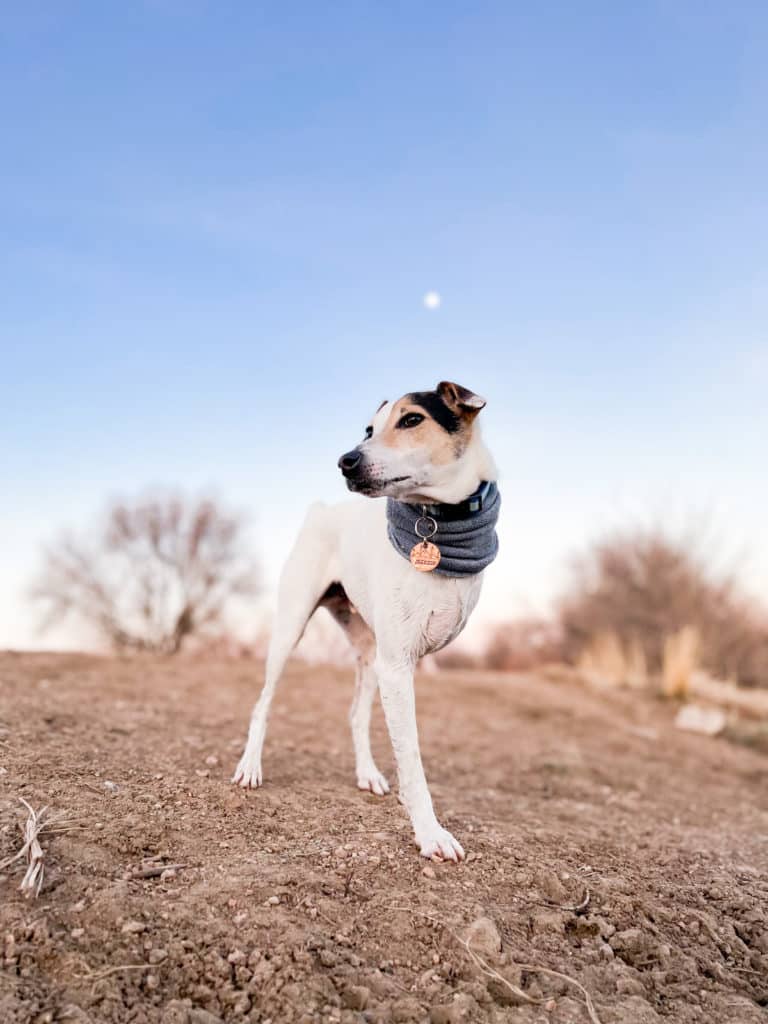 Angular Limb Deformity in Great Danes 29 IMG 2381 3