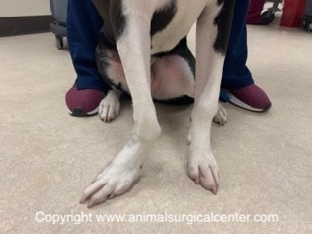Angular Limb Deformity in Great Danes 2 IMG 4458