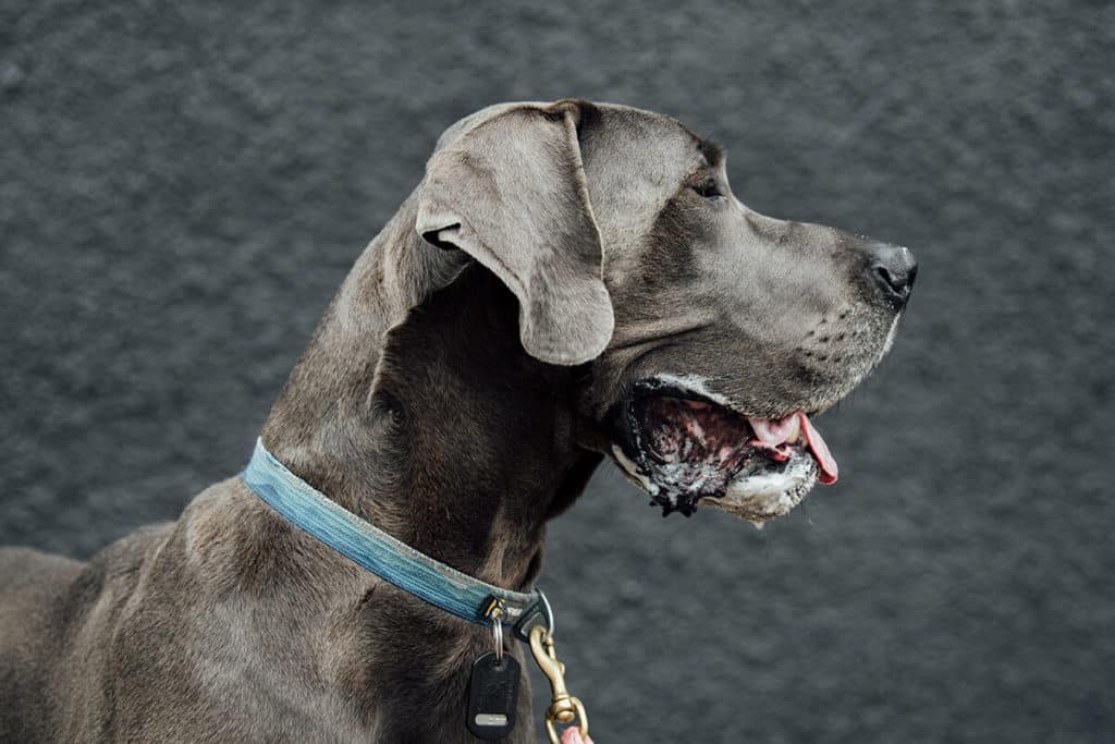 Signs of Stress in Dogs: How to Help An Anxious Dog 8 Signs of Stress in Dogs