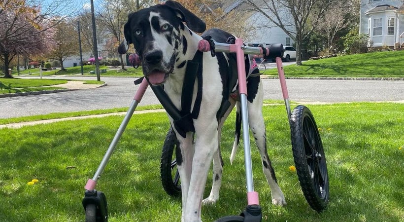 Wobblers Syndrome in Great Danes: A Scary Neurological Disease Affects 4% of Great Danes 4 Wobblers Syndrome in Great Danes