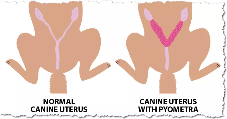 Pyometra Symptoms in Dogs: A Harsh Killer Amongst Female Dogs 6 Pyometra Symptoms in Dogs