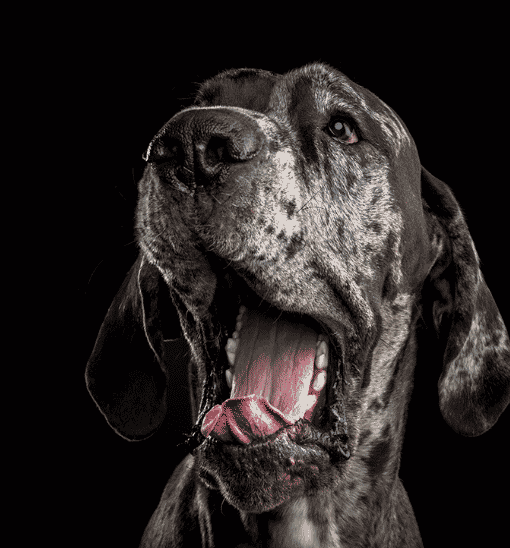 Signs of Stress in Dogs: How to Help An Anxious Dog 7 Signs of Stress in Dogs