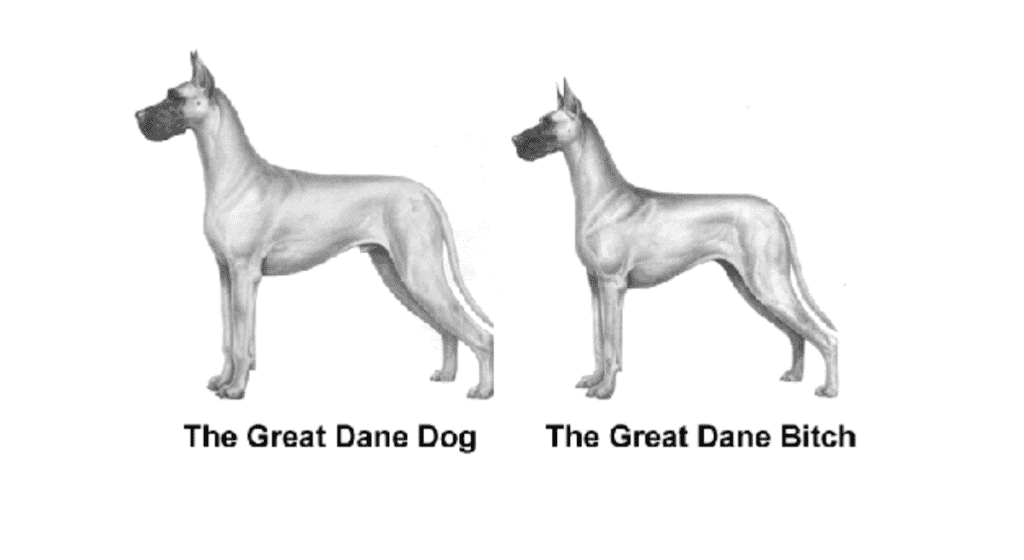 All About American Great Danes 5 Screen Shot 2022 07 06 at 9.41.26 AM