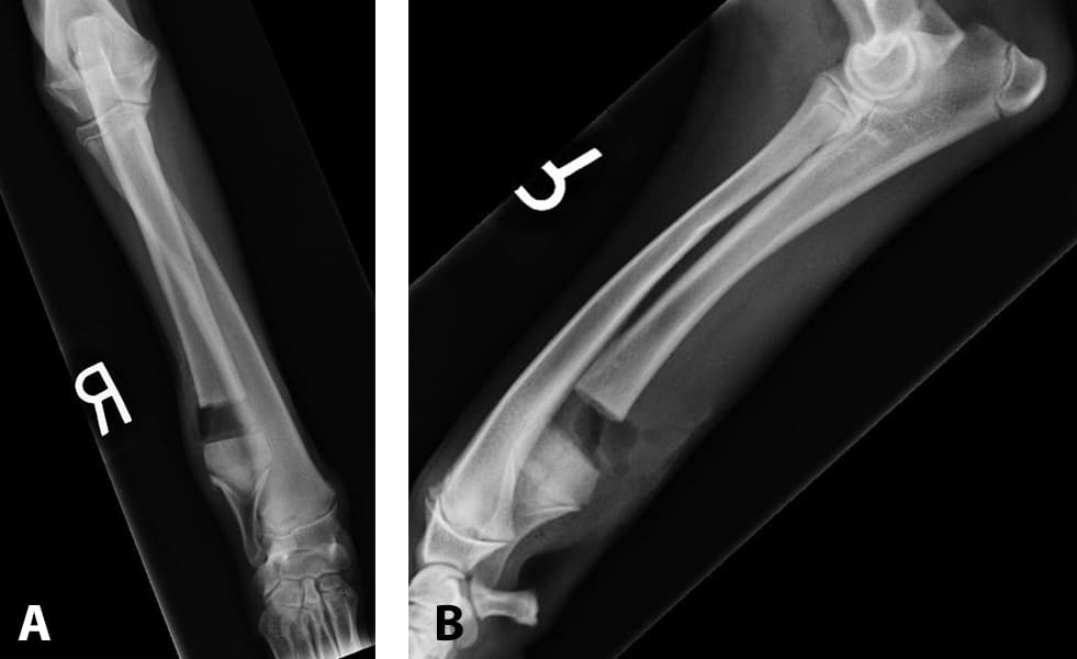 Angular Limb Deformity in Great Danes 15 T1607F01Fig09