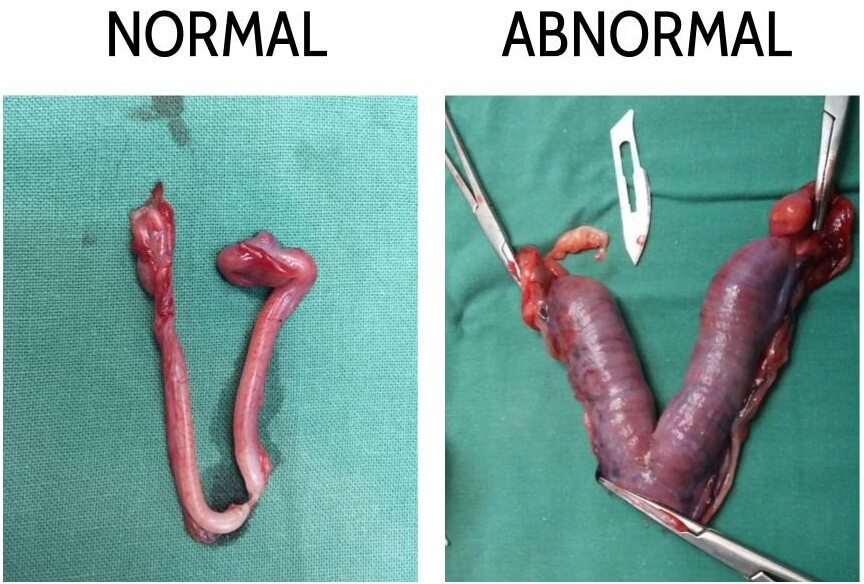 Pyometra Symptoms in Dogs: A Harsh Killer Amongst Female Dogs 2 UVC Pyometra Comparison
