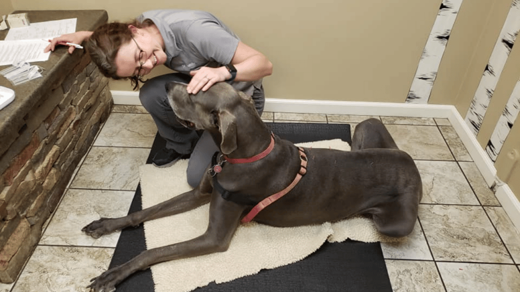 Wobblers Syndrome in Great Danes