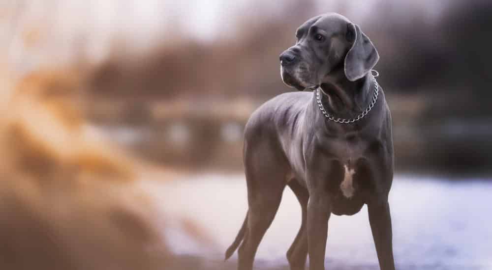 Wobblers Syndrome in Great Danes: A Scary Neurological Disease Affects 4% of Great Danes 2 Wobblers Syndrome in Great Danes