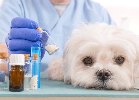Dog Pills: The Best Way to Feed Your Dog that 1 Gross Pill 5 Dog Pills