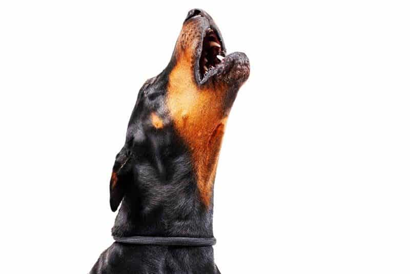 Signs of Stress in Dogs: How to Help An Anxious Dog 15 Signs of Stress in Dogs