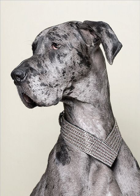 Signs of Stress in Dogs: How to Help An Anxious Dog 10 Signs of Stress in Dogs