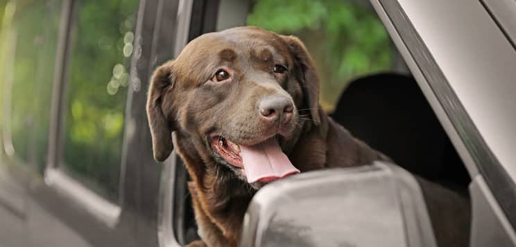 11 Ways to Calm Dog Anxiety in Car Rides 4 Dog Anxiety in Car Rides