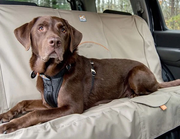 11 Ways to Calm Dog Anxiety in Car Rides 8 blog image2