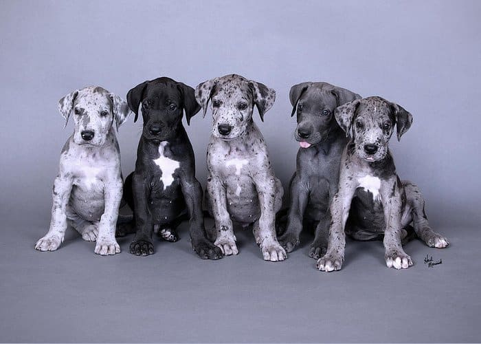 All About American Great Danes 11 blue merle great dane puppies heidi marcinik