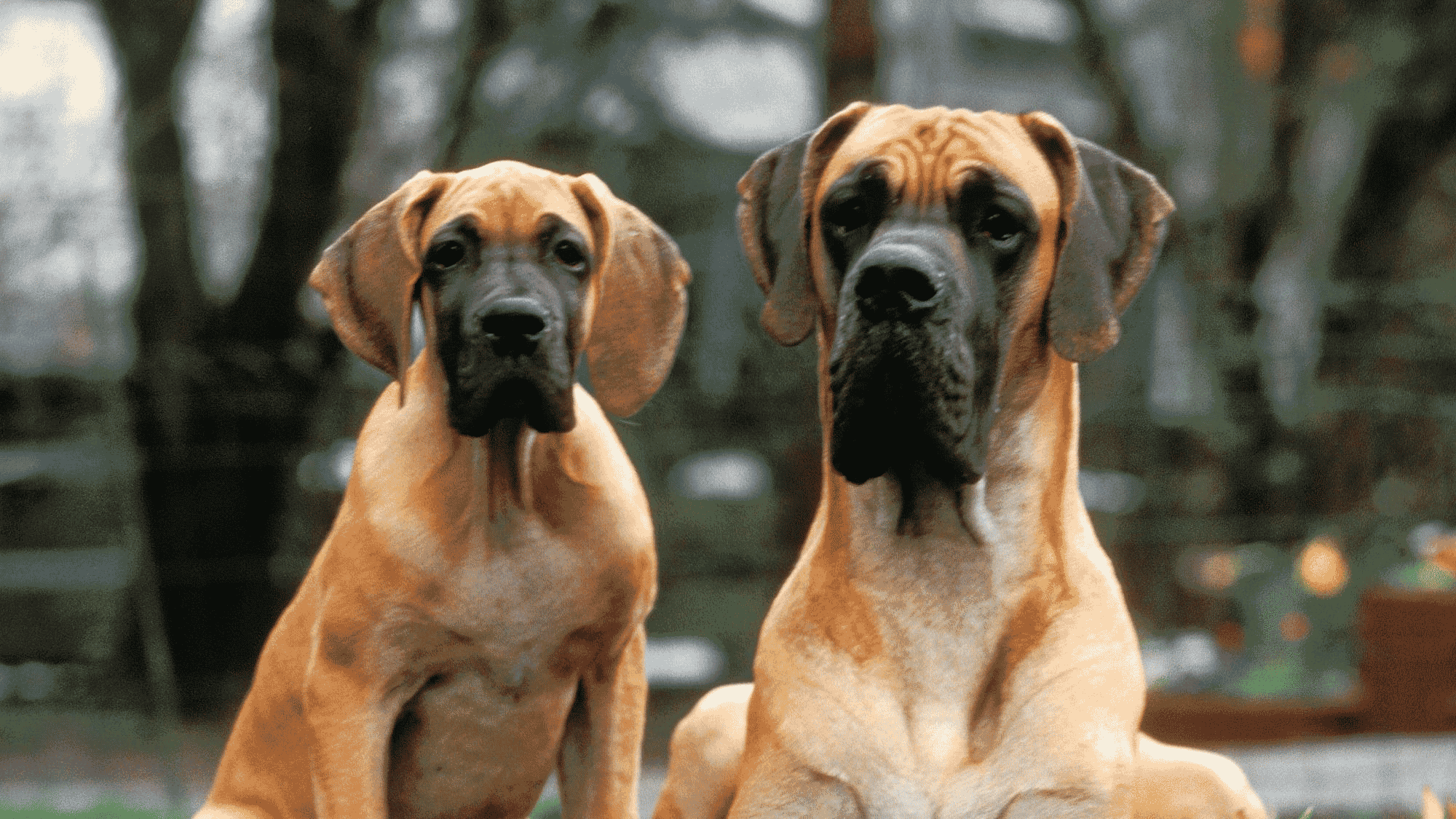 Signs of Stress in Dogs: How to Help An Anxious Dog 3 Signs of Stress in Dogs