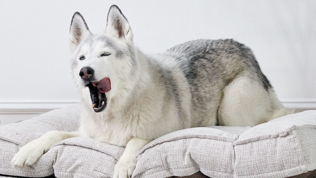 Why Do Dogs Yawn