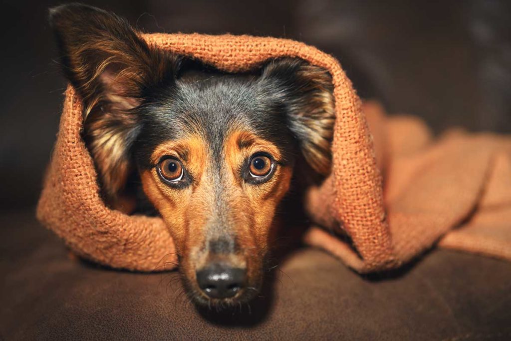Fear Aggression in Dogs 101 8 Fear Aggression in Dogs