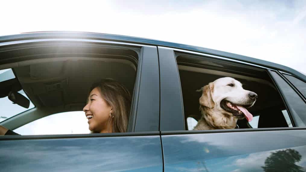 10 Dog Road Trip Essentials for a Safe and Fun Journey 30 Dog Road Trip Essentials
