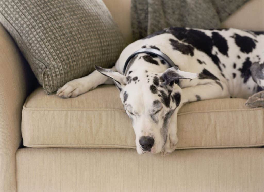 Signs of Stress in Dogs: How to Help An Anxious Dog 9 Signs of Stress in Dogs