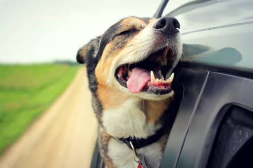 11 Ways to Calm Dog Anxiety in Car Rides 6 dog anxiety in car rides canna pet e1509137128995 1