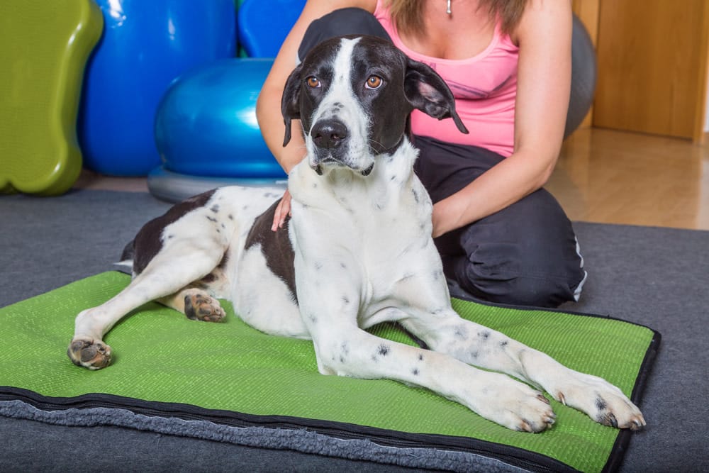 Wobblers Syndrome in Great Danes: A Scary Neurological Disease Affects 4% of Great Danes 16 Wobblers Syndrome in Great Danes