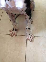 Angular Limb Deformity in Great Danes 10 download 1
