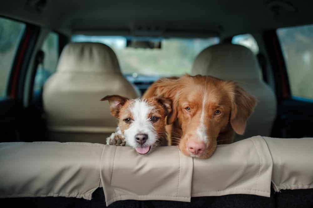 10 Dog Road Trip Essentials for a Safe and Fun Journey 2 Dog Road Trip Essentials
