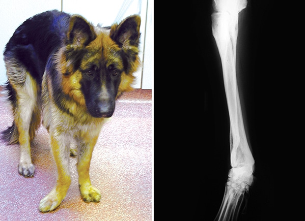 german shepherd dog showing deformed antebrachium