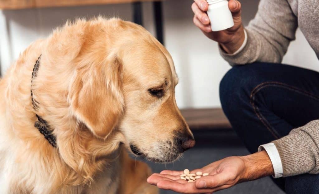 Dog Pills: The Best Way to Feed Your Dog that 1 Gross Pill 2 Dog Pills