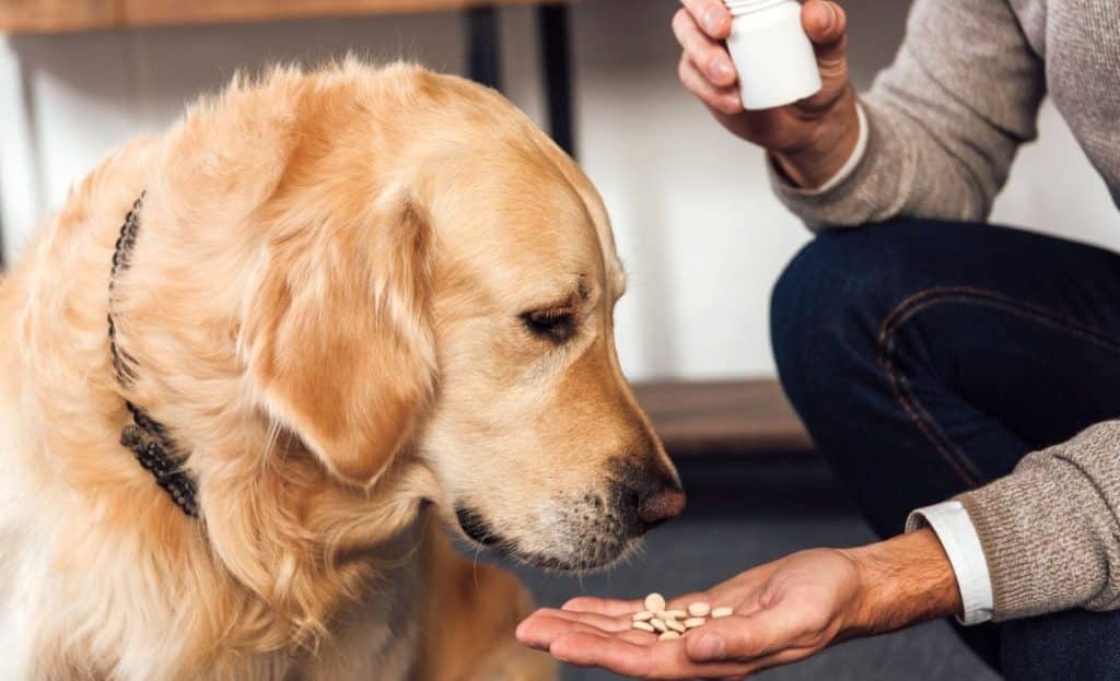 Dog Pills