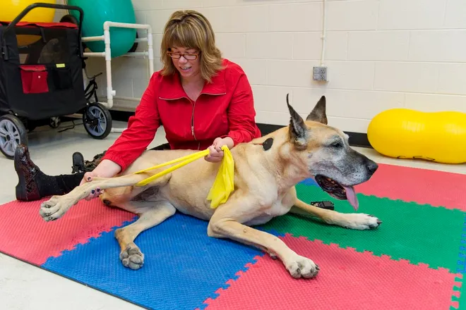 Wobblers Syndrome in Great Danes: A Scary Neurological Disease Affects 4% of Great Danes 10 Wobblers Syndrome in Great Danes