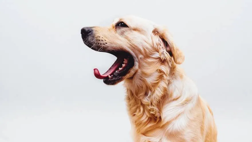 Why Do Dogs Yawn? There Is Science Behind This Interesting Behavior 9 Why Do Dogs Yawn