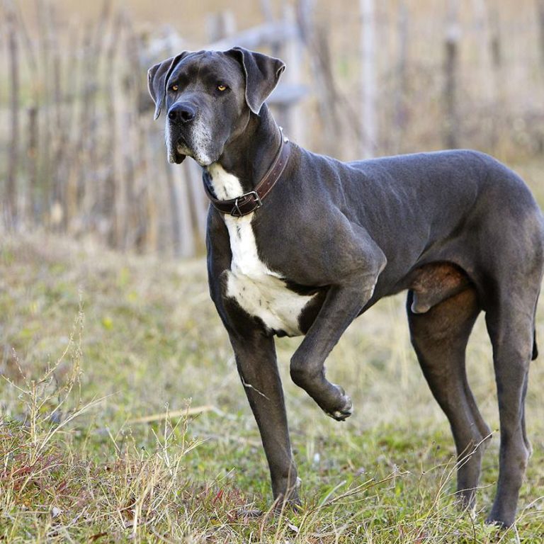 Ingredient Splitting in Dog Food 5 Things you Must Know Hello Danes