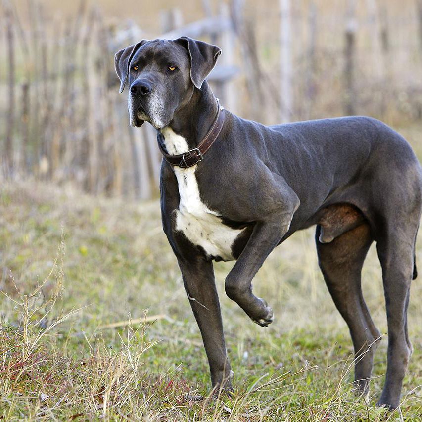 Do Great Danes Shed? 27 great dane 129741288 resized 56a26a905f9b58b7d0c9fe74