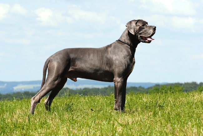 How Long Do Great Danes Live? 7 great dane ap 0pd23x 645