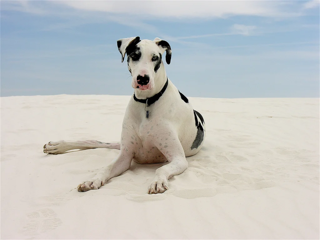 great dane beach