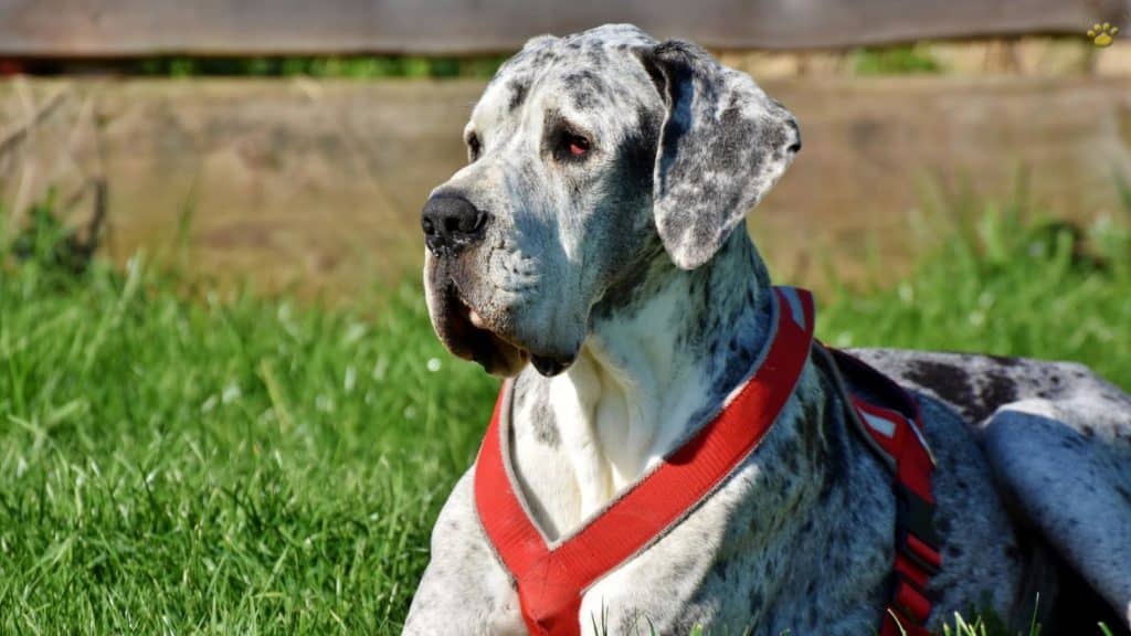 Can Great Dane Puppies Get Bloat