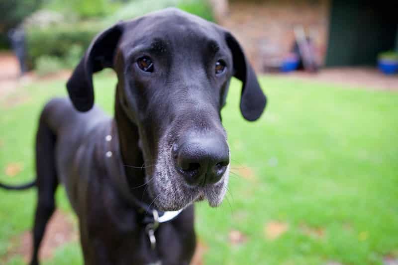 Should I Use a Bark Collar on My Great Dane