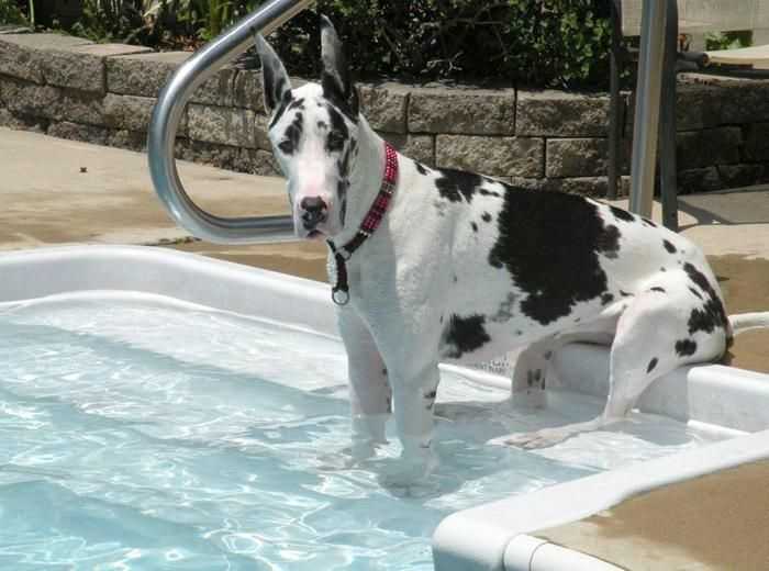 Can Great Danes Swim? 5 Fascinating Things To Know Before Taking a Dip with Your Great Danes 4 Can Great Danes Swim