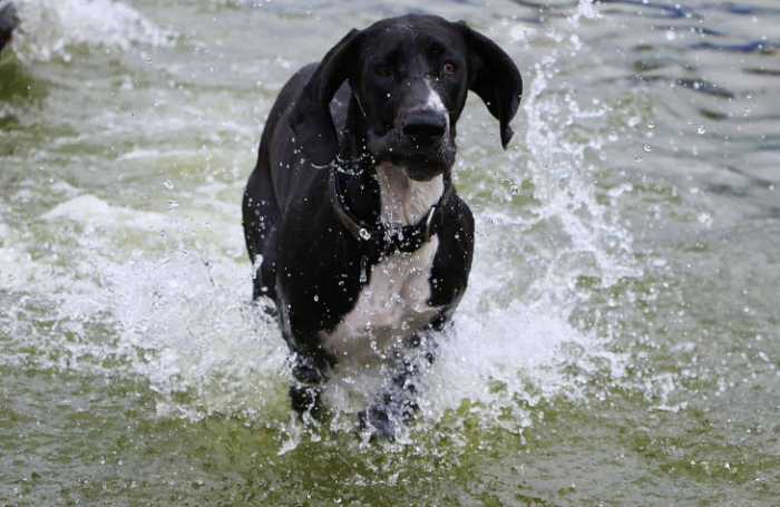 Can Great Danes Swim? 5 Fascinating Things To Know Before Taking a Dip with Your Great Danes 6 Can Great Danes Swim