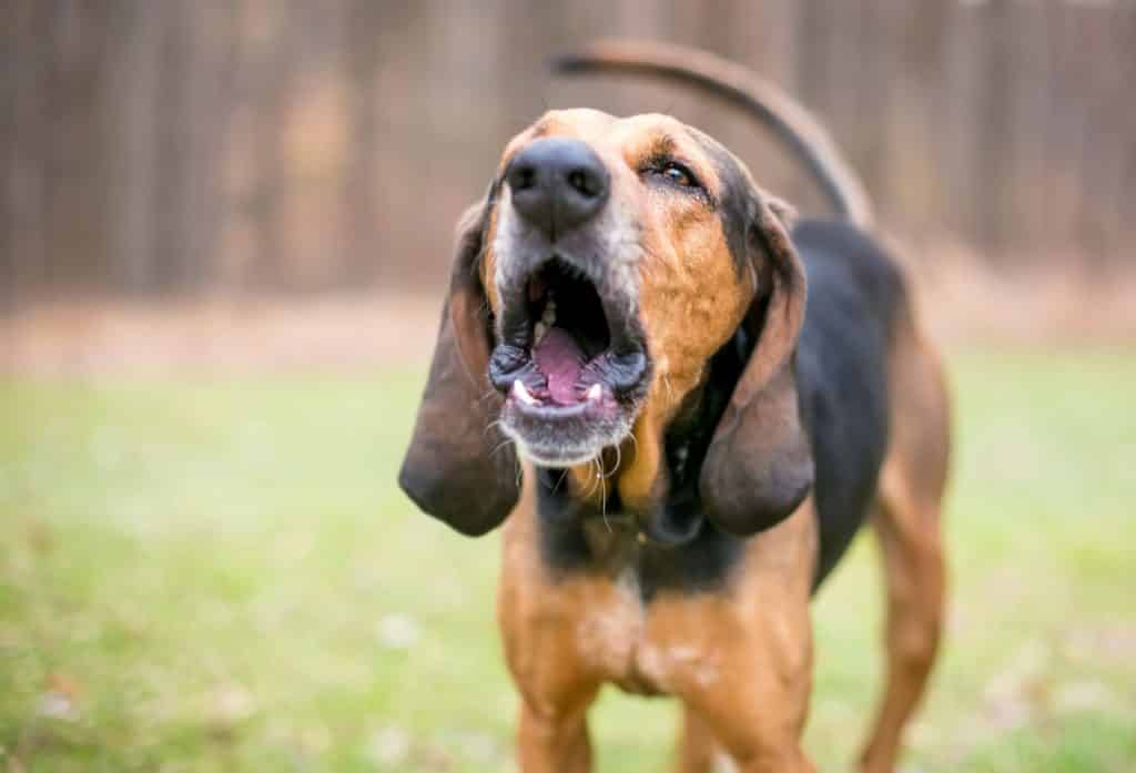 Signs of Stress in Dogs: How to Help An Anxious Dog 16 Signs of Stress in Dogs