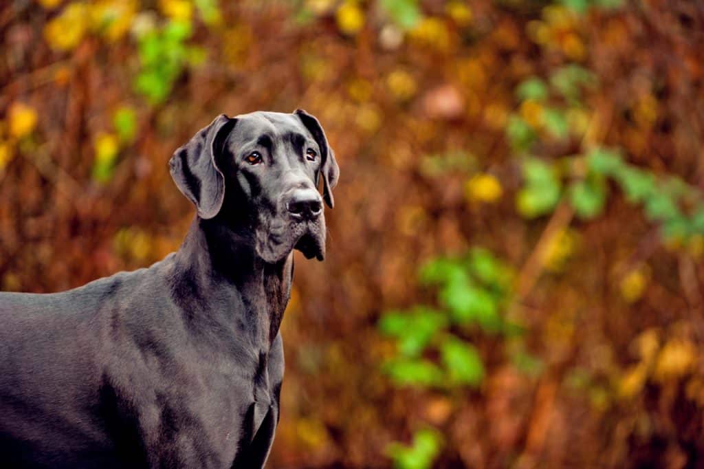 Do Great Danes Shed?