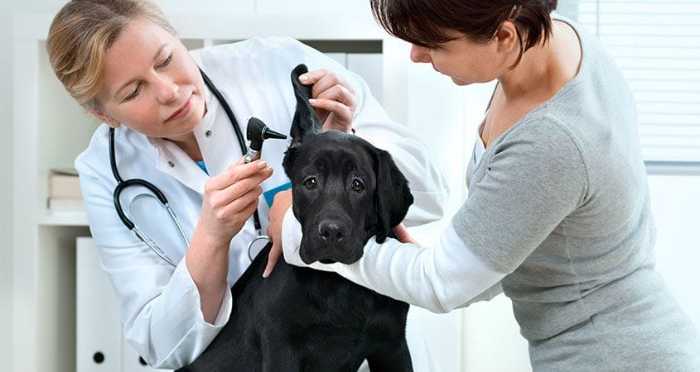 Dogs Scared of Vet? Here's How to Help Them Overcome Their Fear 4 Dogs Scared of Vet