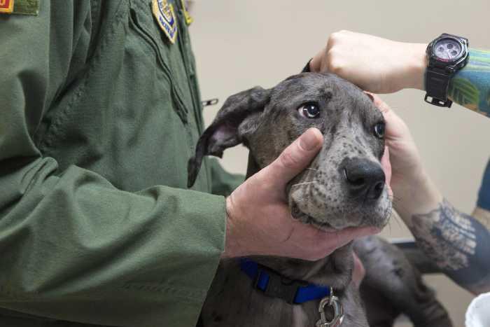 Dogs Scared of Vet? Here's How to Help Them Overcome Their Fear 2 Dogs Scared of Vet